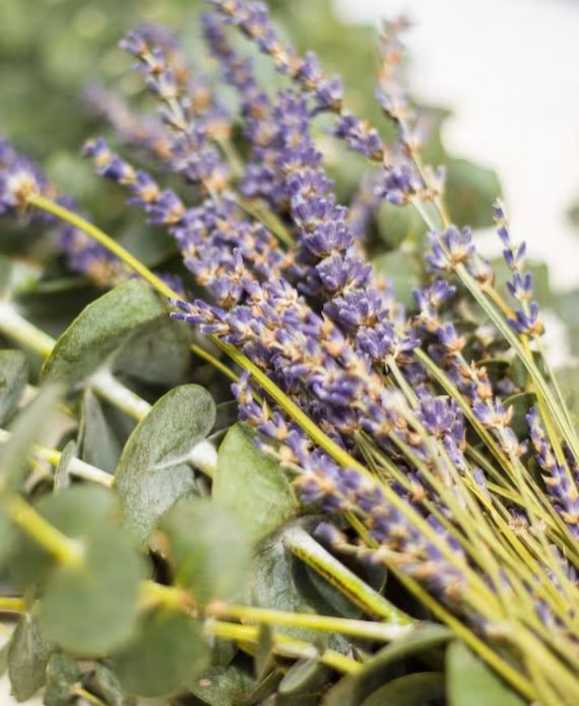 Eucalyptus & Lavender shower bundle